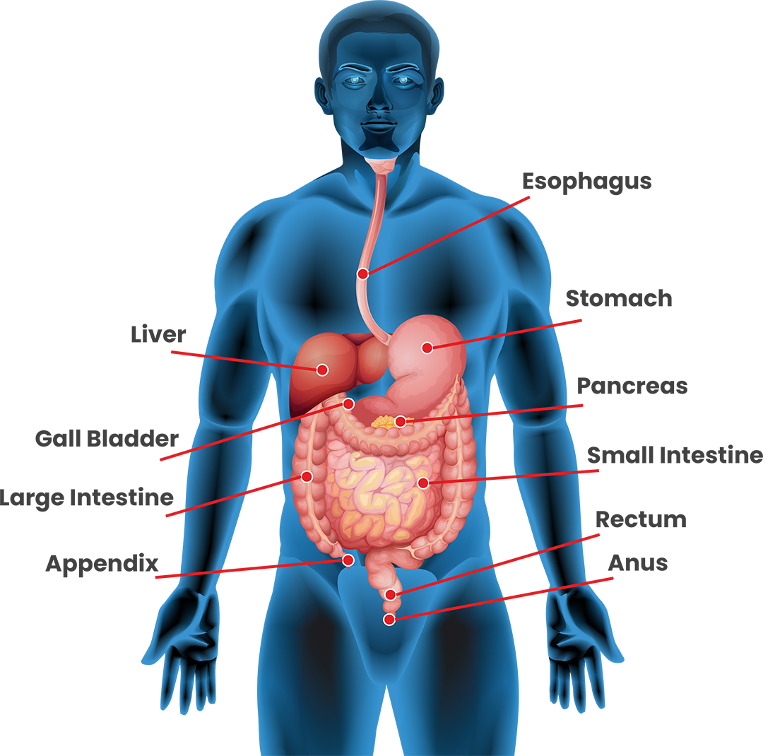 Large Intestine Disease - Best Gastroenterology Hospital in India