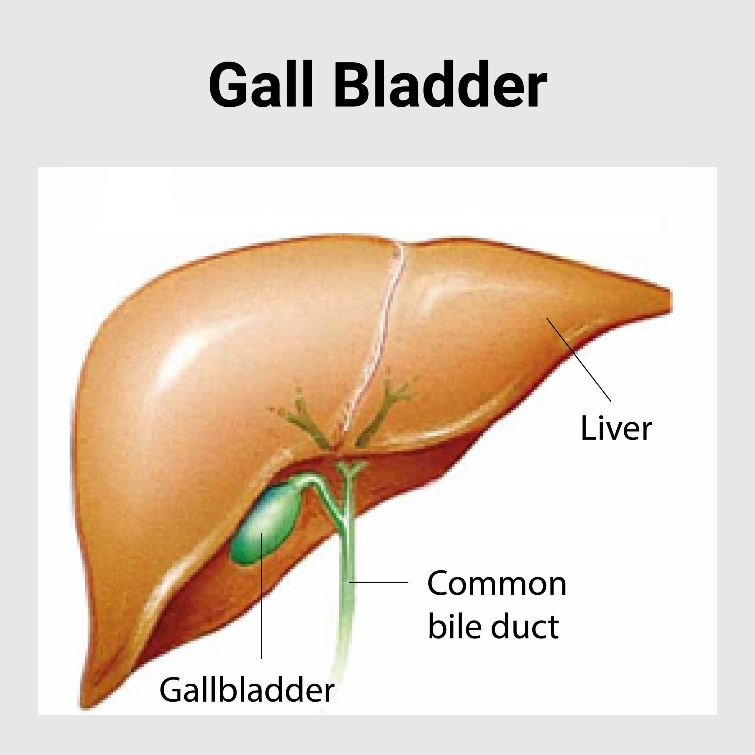 Gall Bladder Disease Best Gastroenterology Hospital In India