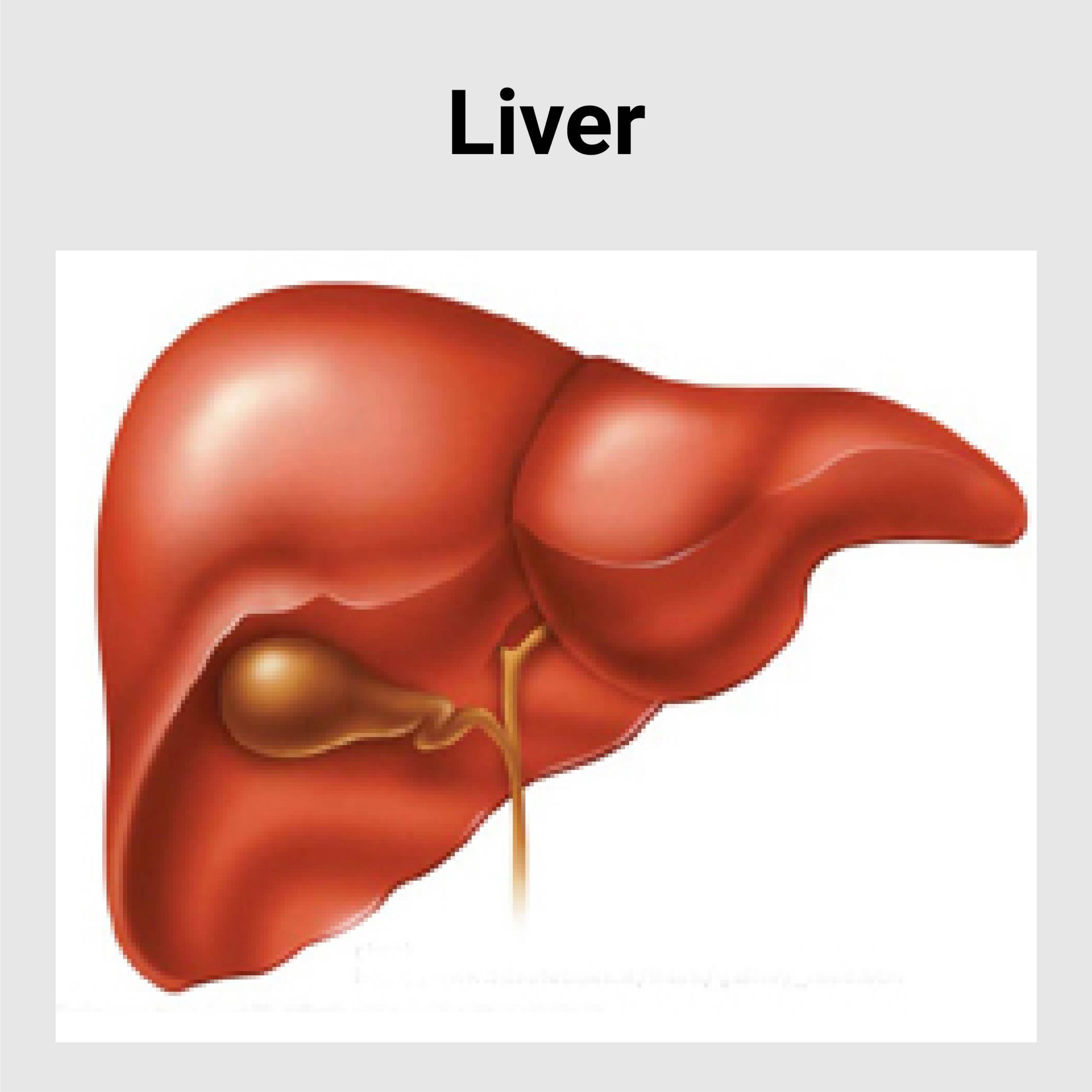 research project on liver disease