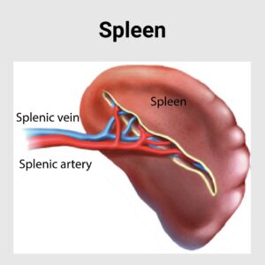Spleen Diseases - Best Gastroenterology Hospital in India