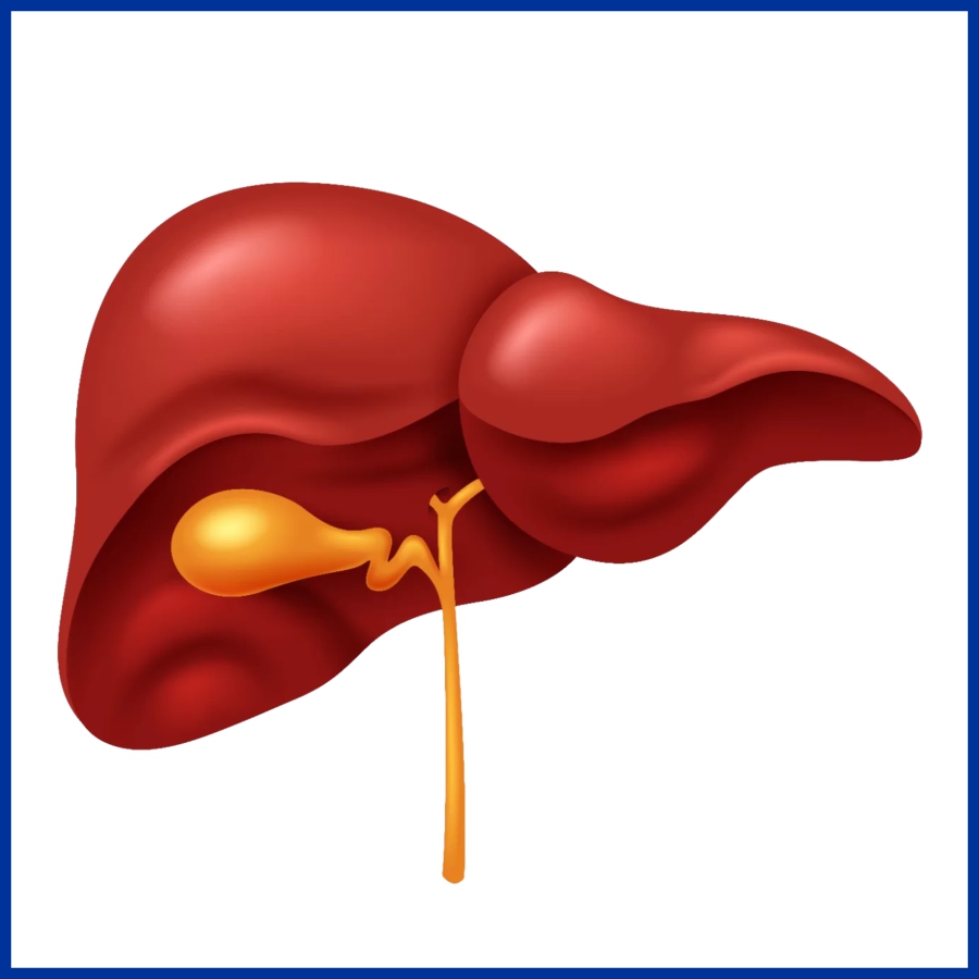 Liver