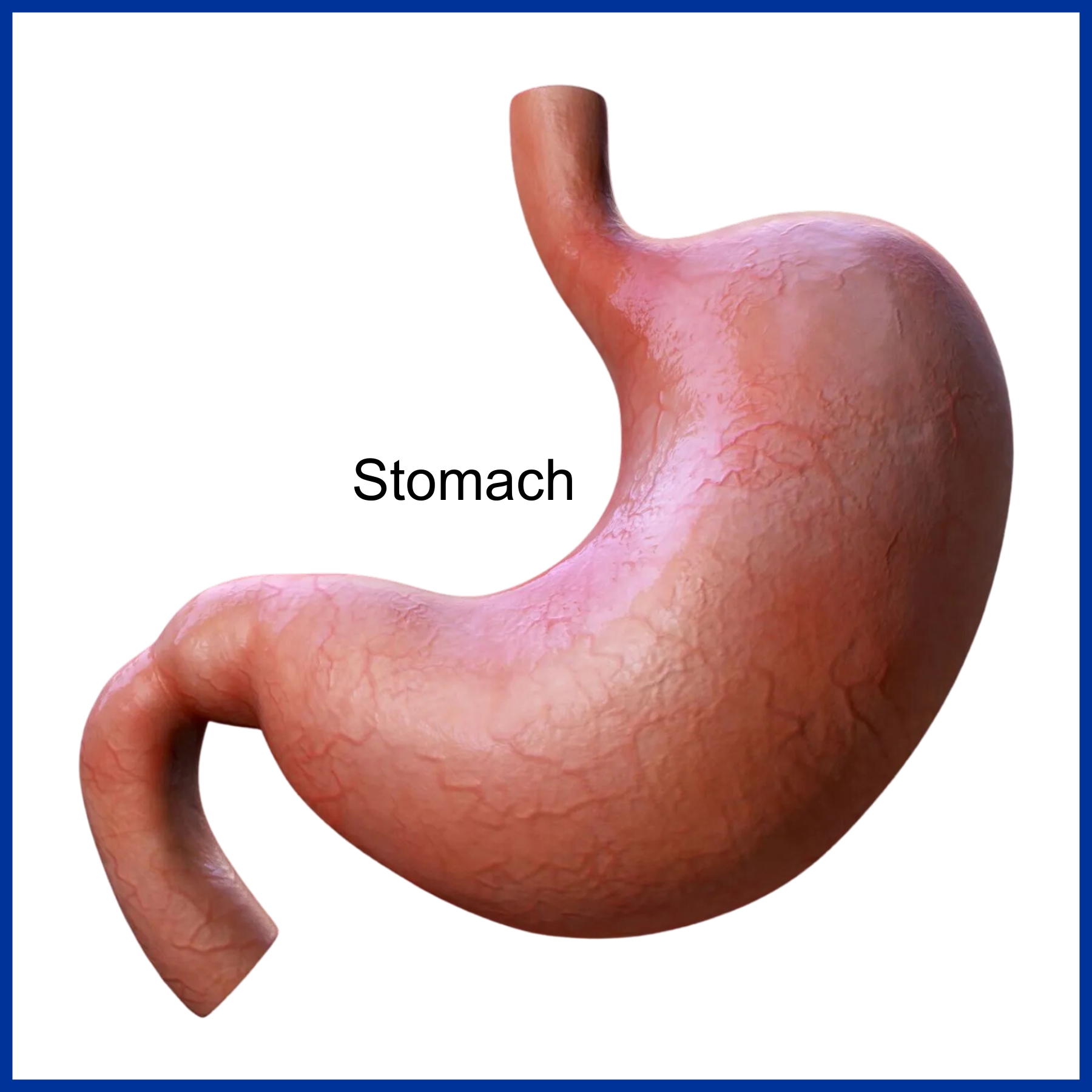 Stomach Disease