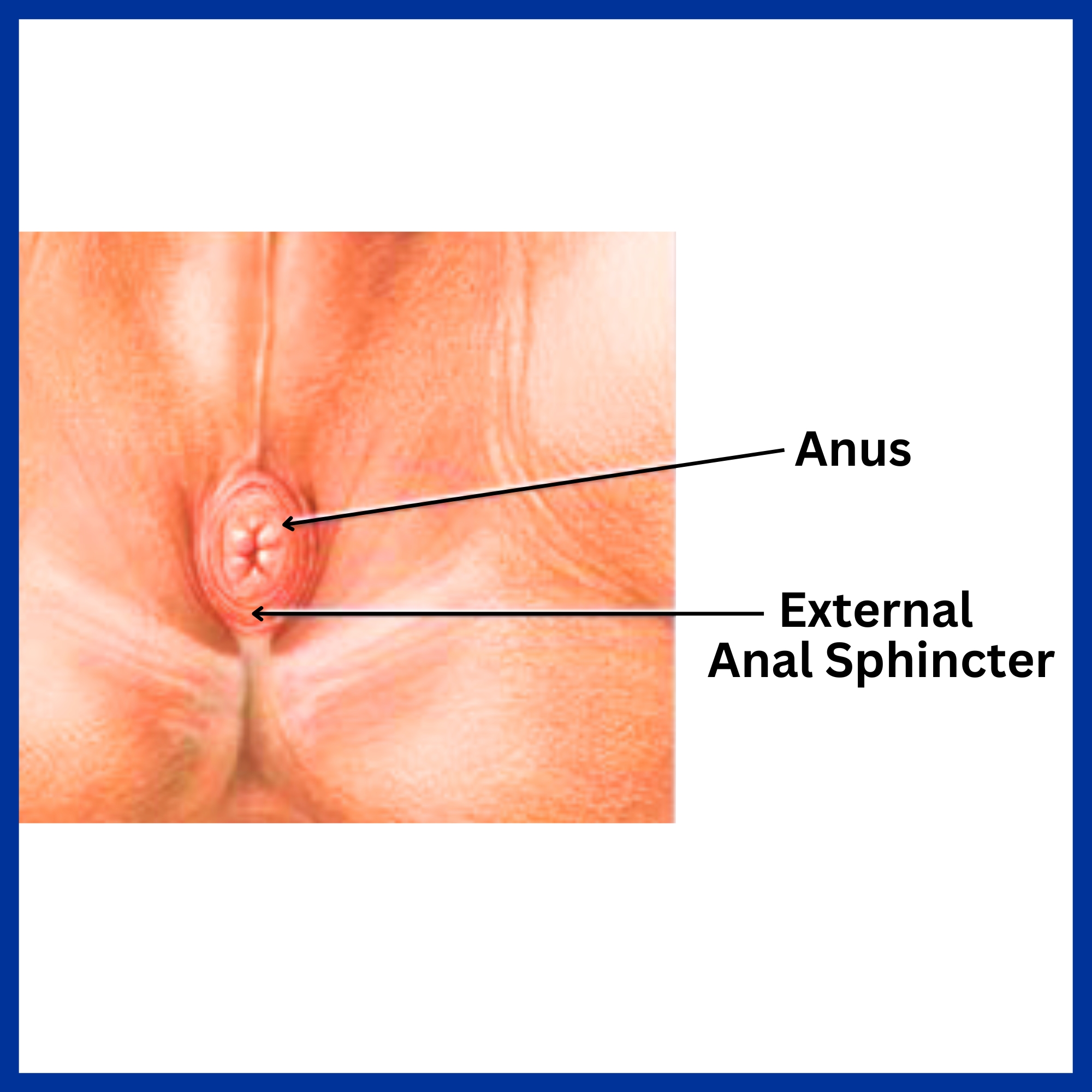 Anus