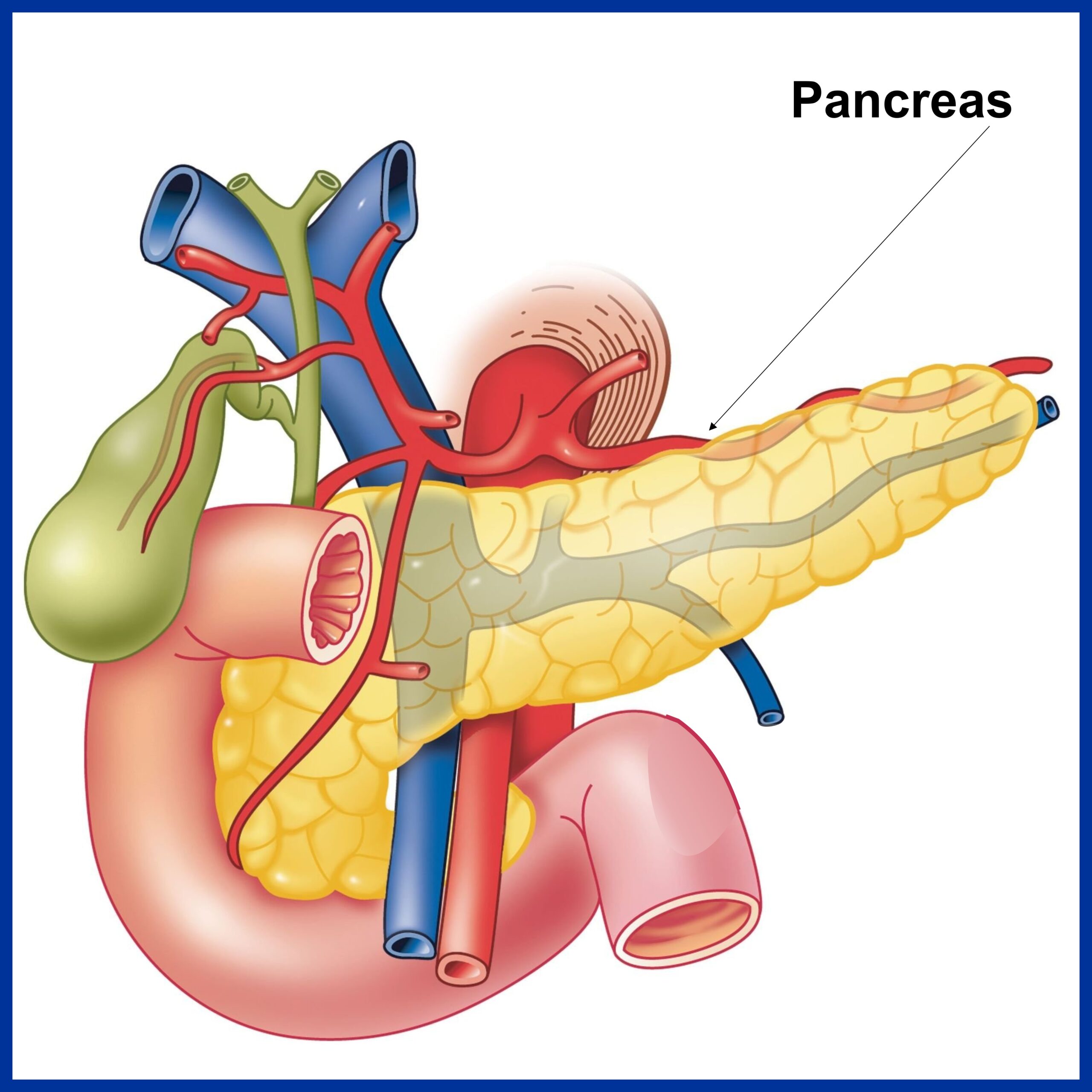 Pancreas