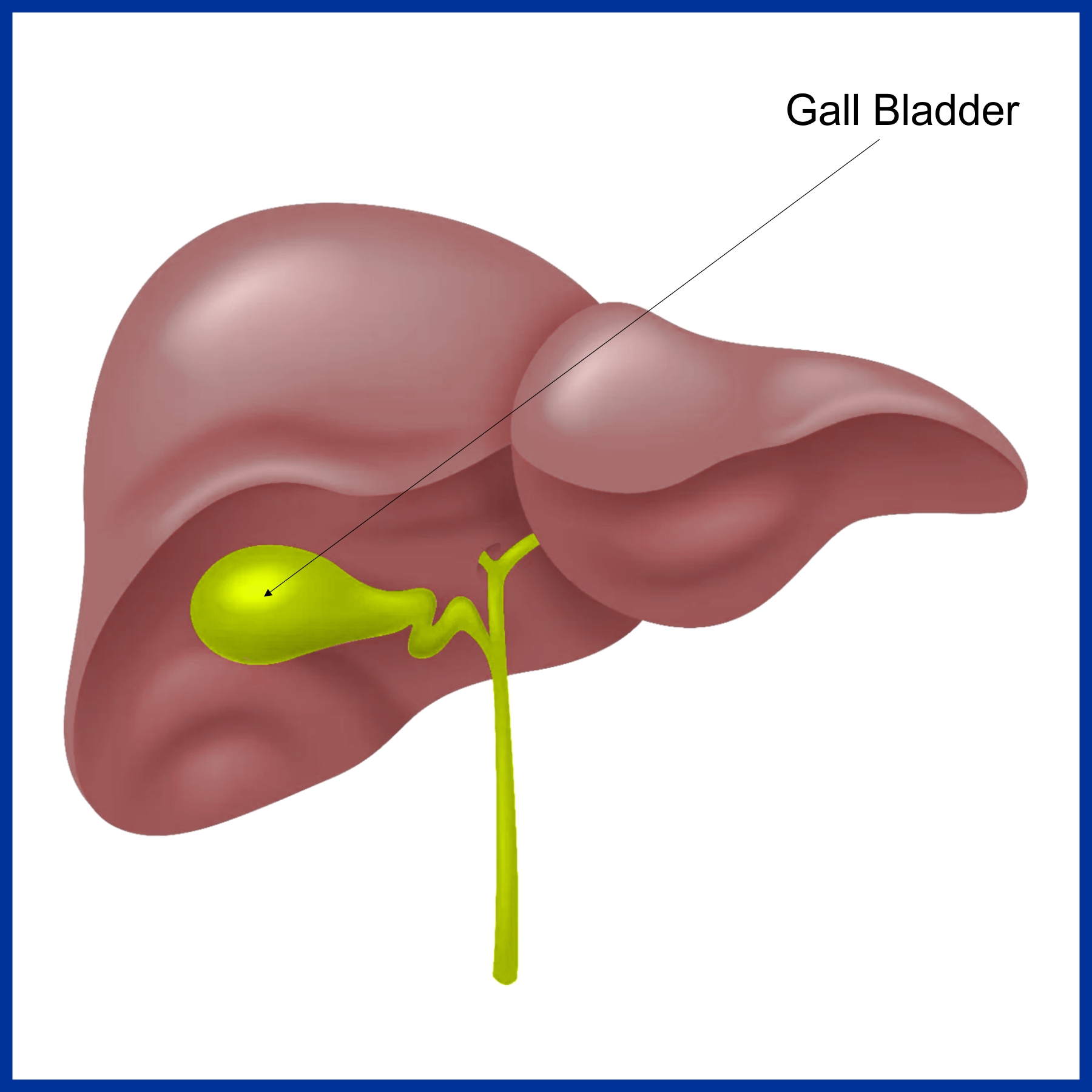 How much does a gall bladder weigh