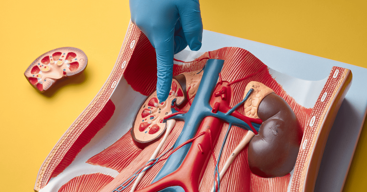 Gallstones Vs Kidney Stones
